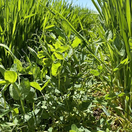 WyoWinter Winter Peas