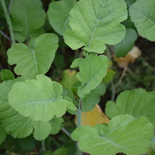 Forage Kale