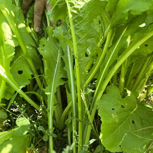 Pasja Hybrid Forage Brassica