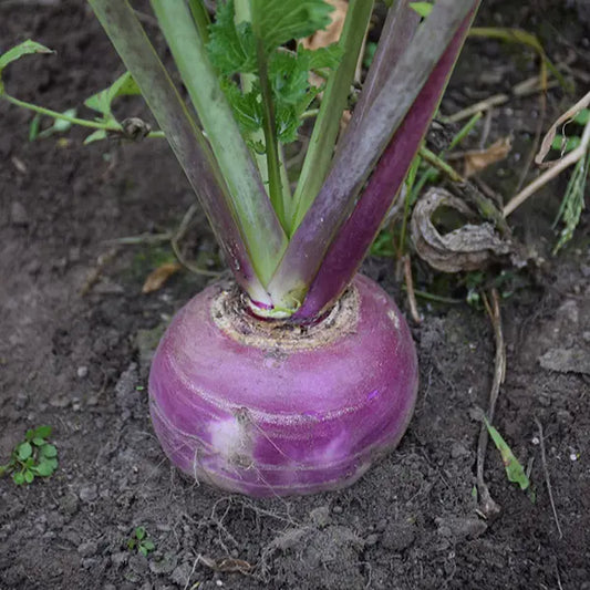 Purple Top Turnips