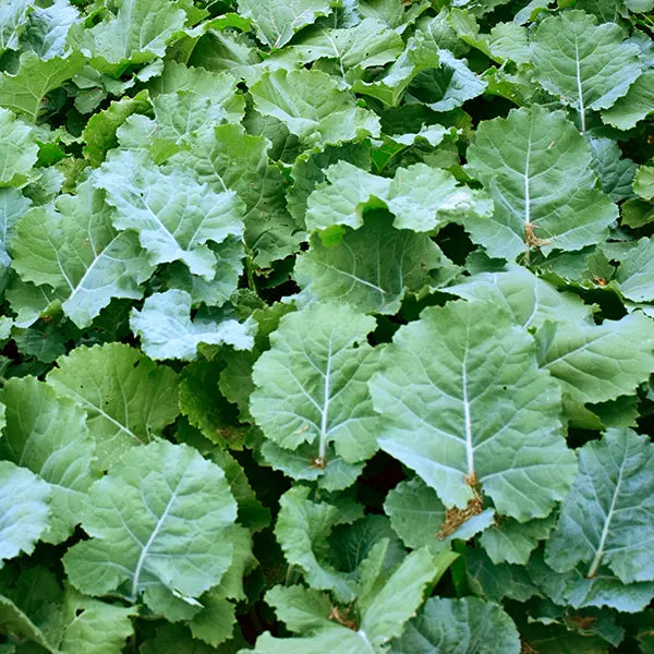 Trophy Forage Rape Seed