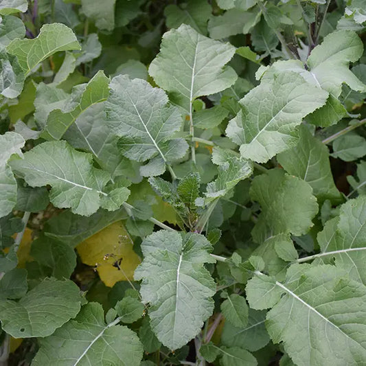 Ethiopian Cabbage