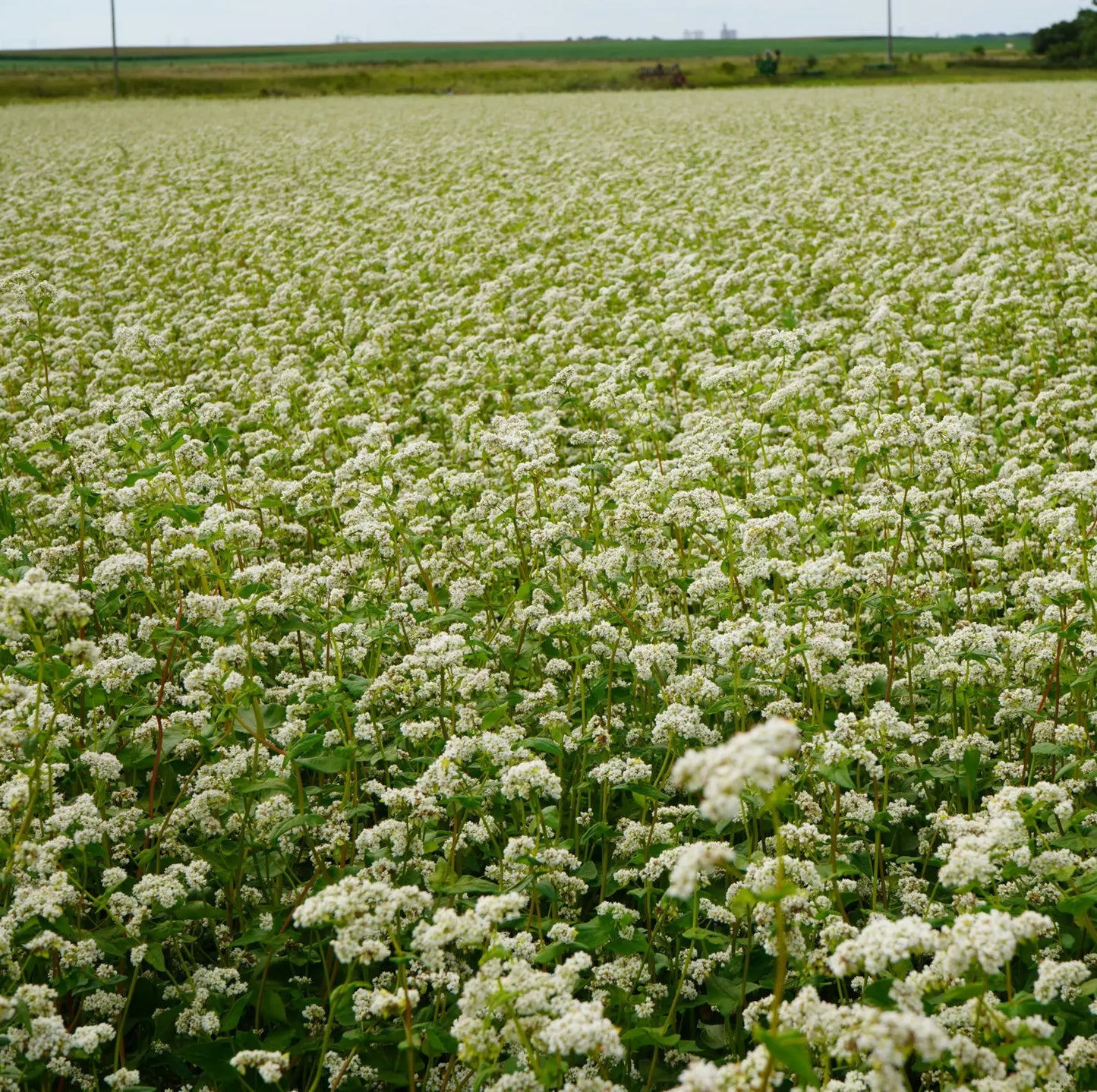 Buckwheat